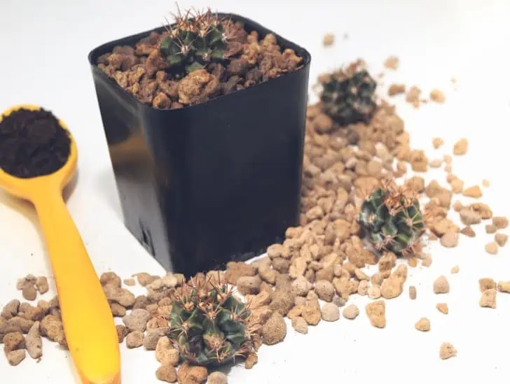 Small cactus in a black pot. 