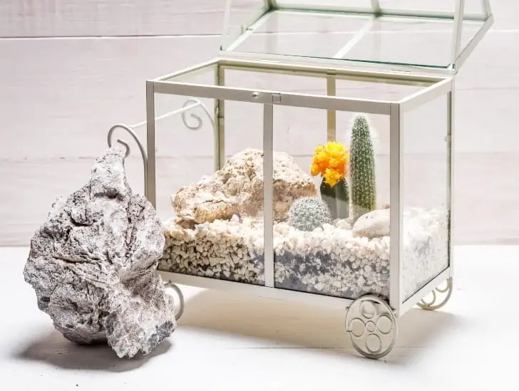 A terrarium with cactus.