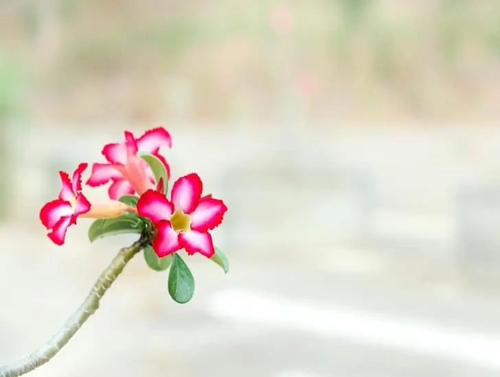 A desert rose flower stem. 