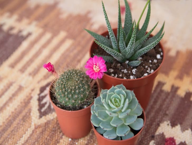 Cactus and succulent plants in a pot. 
