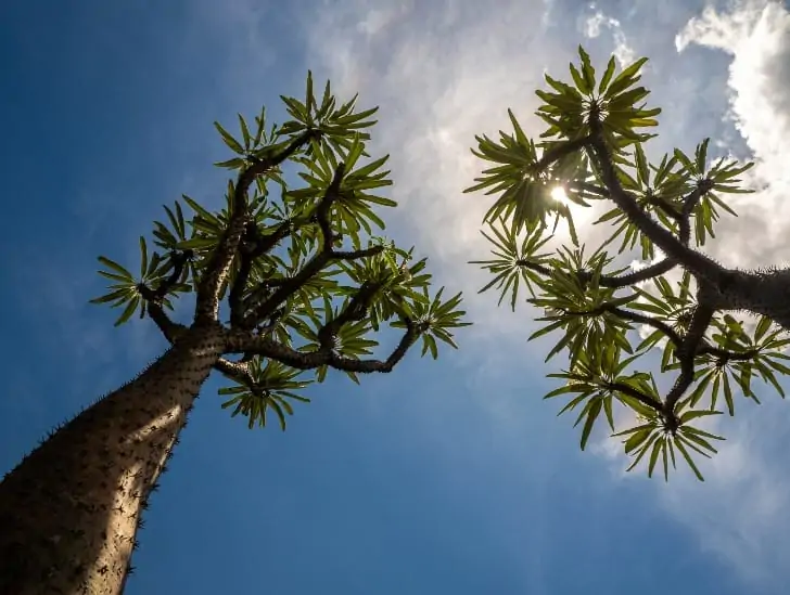 Full grown, Madagascar palm.