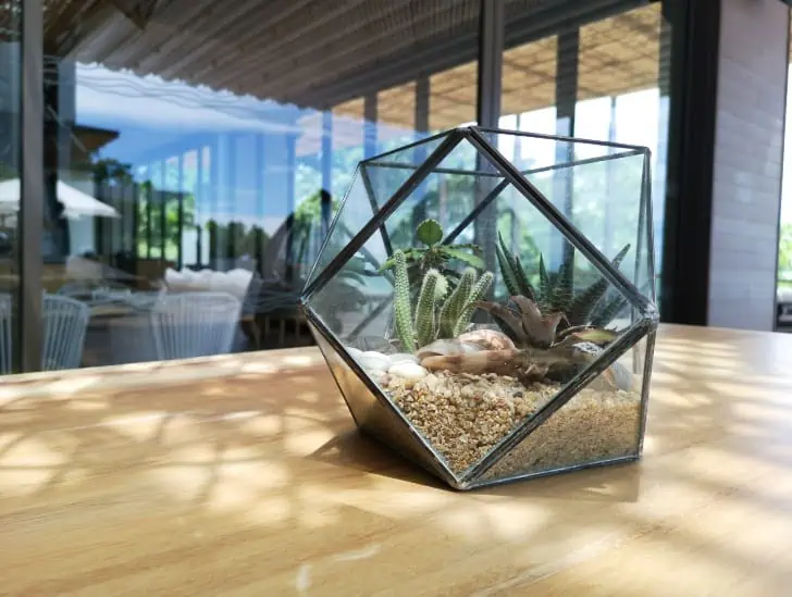 A glass hexagon terrarium. 