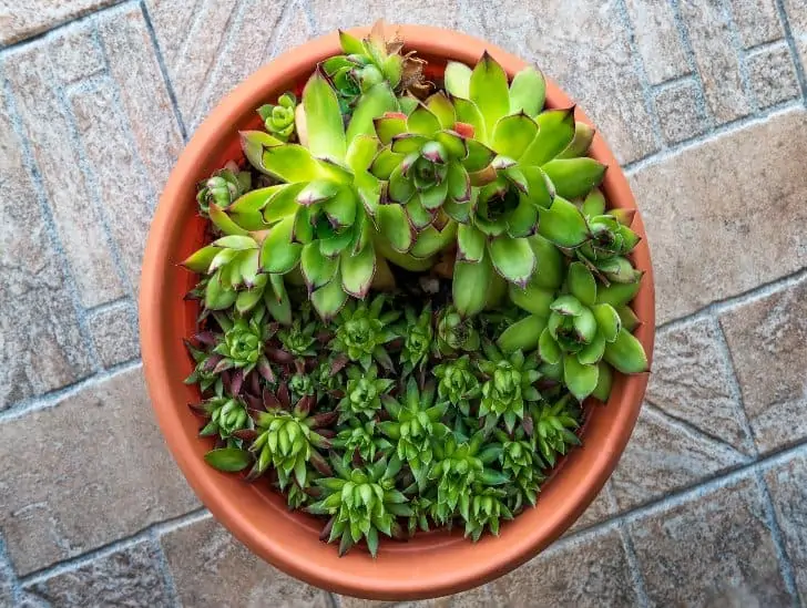 A hens and chicks plant in a pot. 