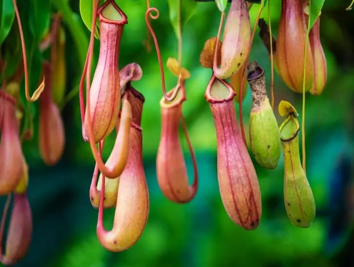 Nepenthes Hanging. 