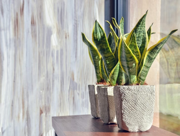 A snake plant in a gray pot. 