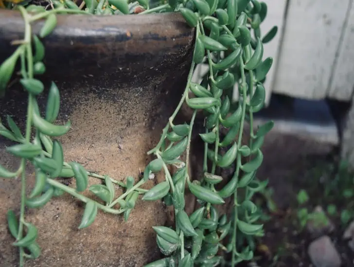 A string of bananas in a pot.