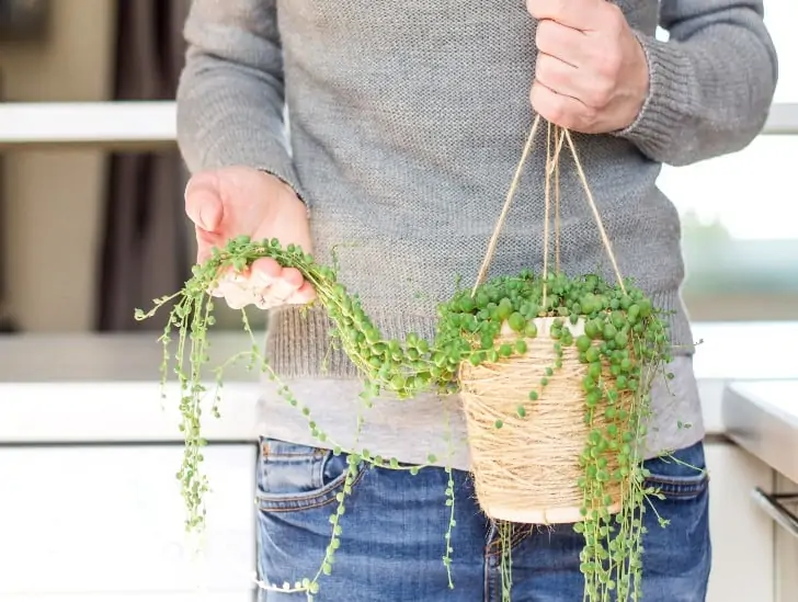 A man holding a string of pearls. 