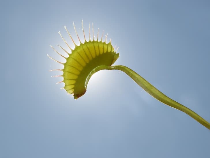 A venus flytrap exposed to sun.