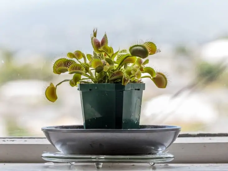 Venus flytrap near the window. 
