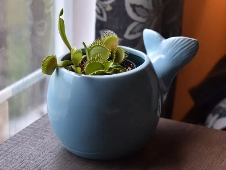 Ultimate Guide: How to Care for Venus Flytrap 