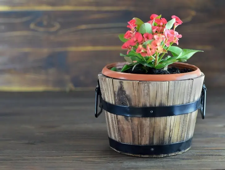 A plant in a wood pot container. 