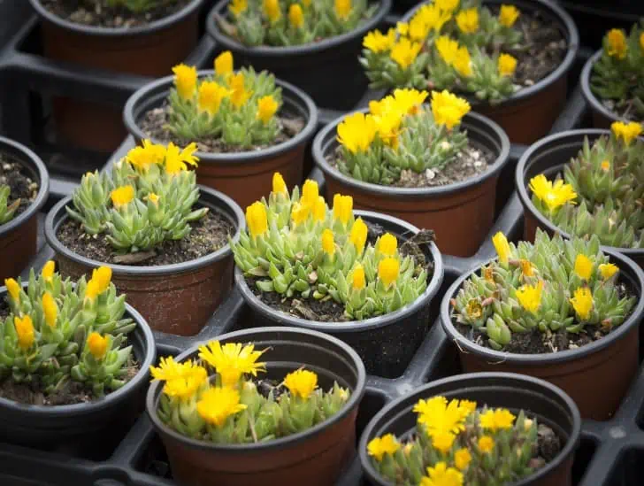 A yellow ice plants on pots.