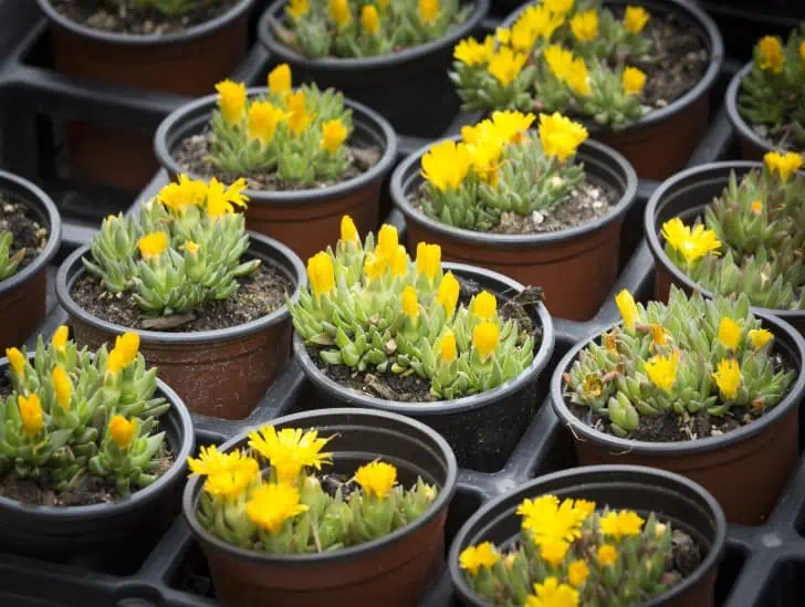 This is How to Propagate Ice Plant - CactusWay