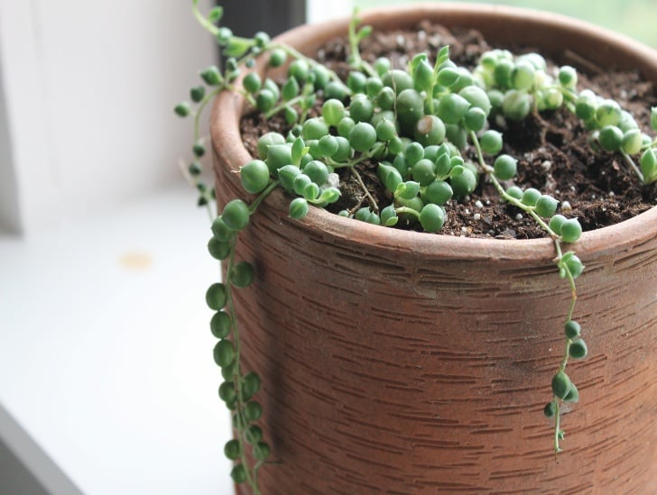 Potted string of pearls.