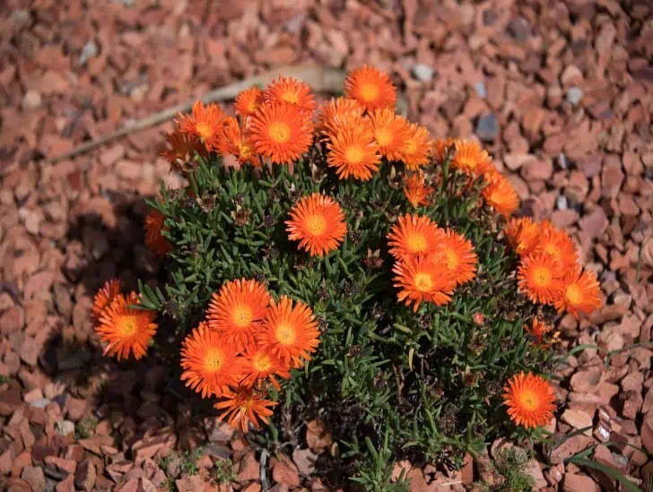 Orange flower Ice plant on the rocky soil. 