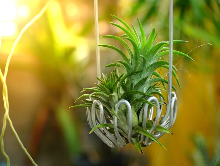 A airplant hanging.