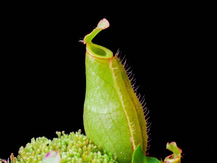Nepenthes plant with growing seeds. 
