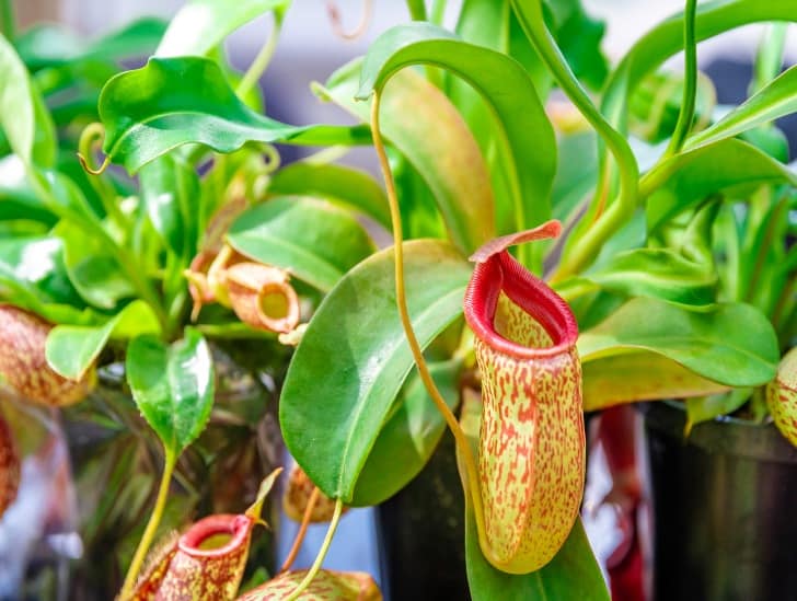 A Nepenthes plant in a pot. 