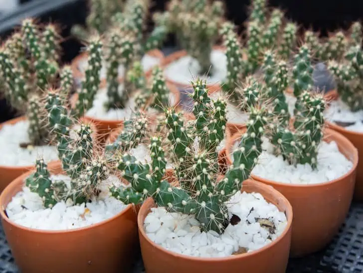 Cholla Cactus: How Dangerous Are They 