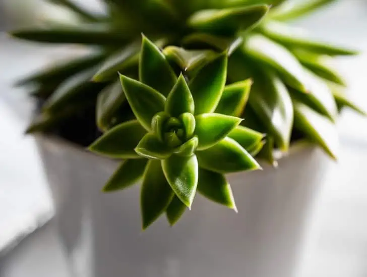 Closeup image of sempervivum plant. 
