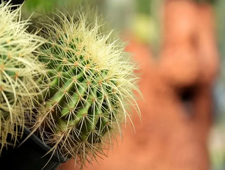 Closeup image of a Golden barrel cactus. 