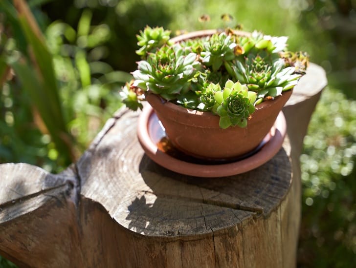 A sempervium in a pot exposed to sunlight. 
