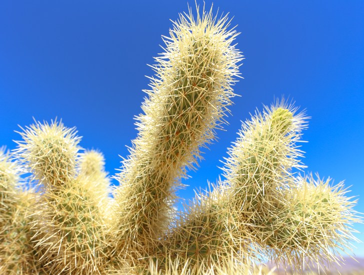 A cholla cactus.