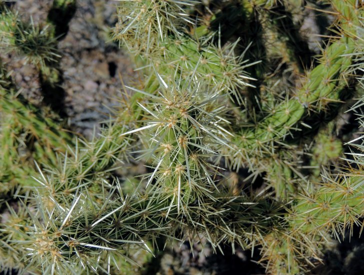 Close up image of cholla cactus with spines. 