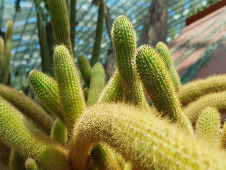 Monkey tail cactus closeup image. 