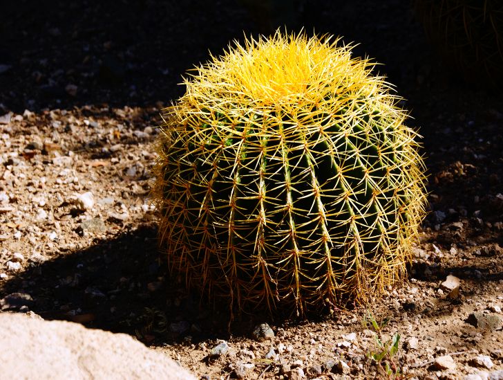 A golden barrel cactus exposed to sunlight. 