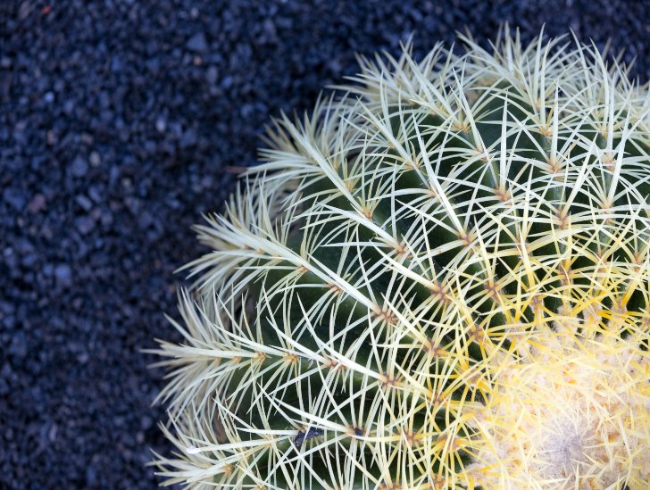 A topview of a golden barrel cactus. 