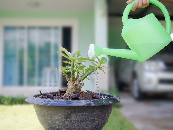 An adenium plant being watered. 
