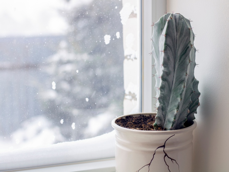Cactus pot near the window with snow outside. 