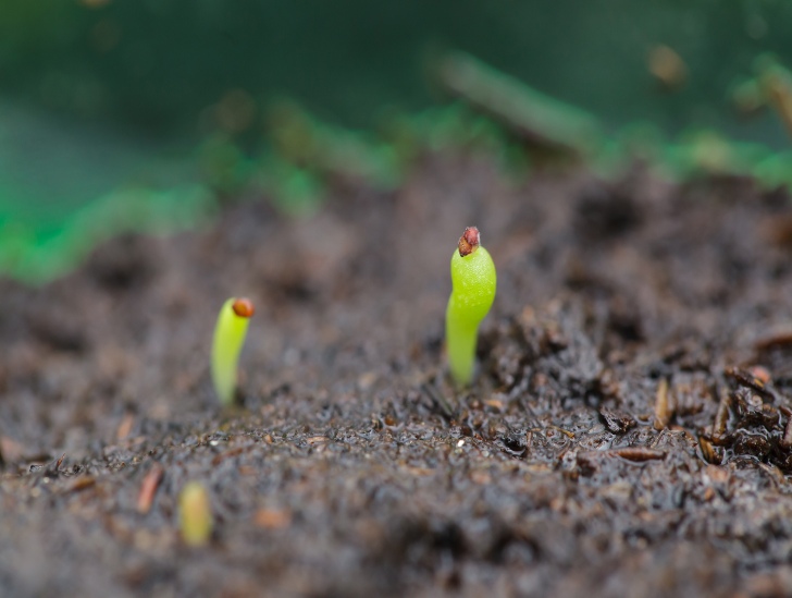 How To Grow Cactus From Seed CactusWay