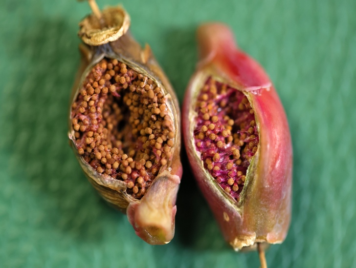 A closeup image of cactus seeds. 