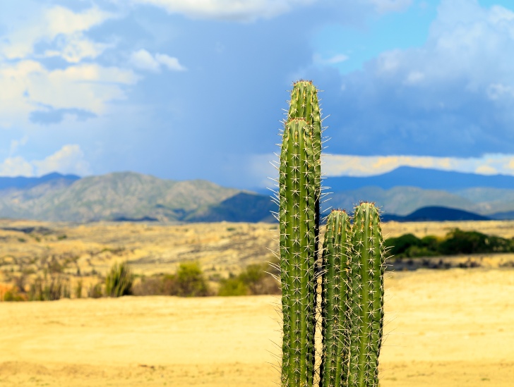 A desert cactus