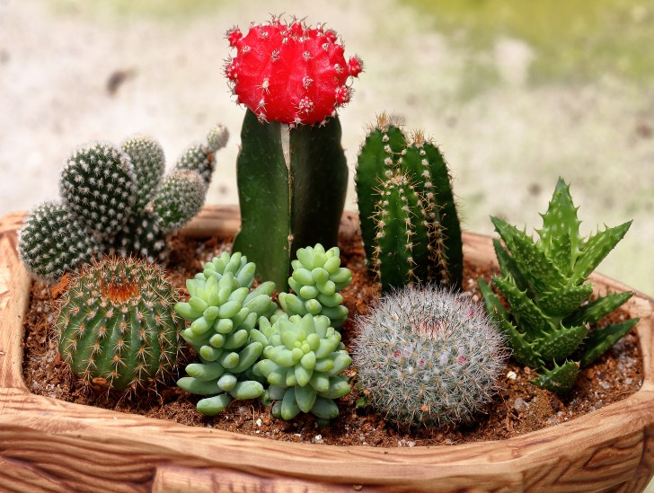 Different species of cactus in one pot. 