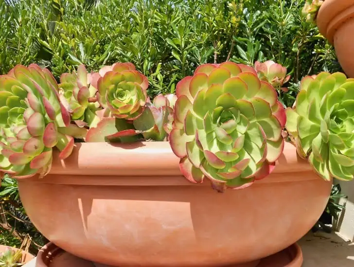 A green pink aeonium exposed to sunlight.