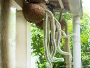 Monkey tail cactus hanging.