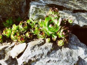 A sempervivum on rocks and exposed to sunlight.