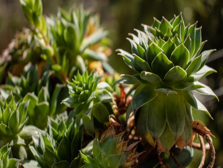 Sempervivum plant exposed to sunlight. 