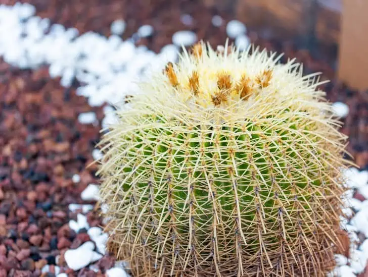 A closeup image of a golden barrel cactus. 