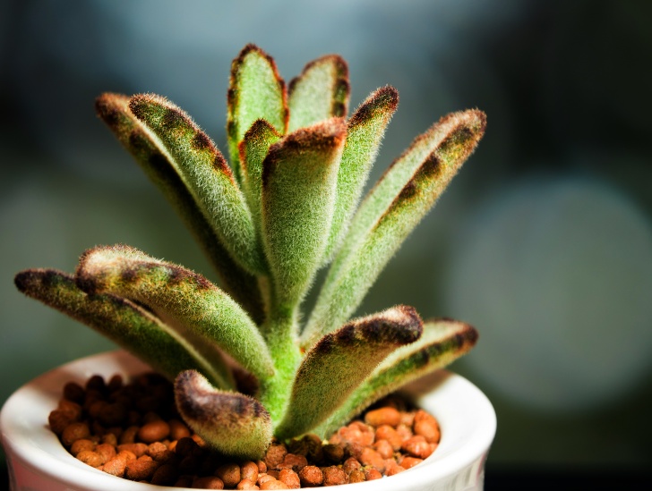 Kalanchoe Tomentosa in a pot. 