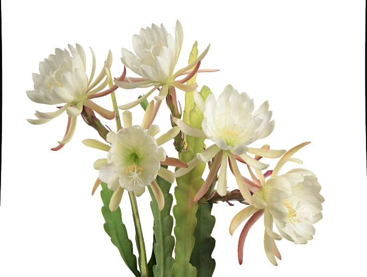 Ochid Cactus flowering. 