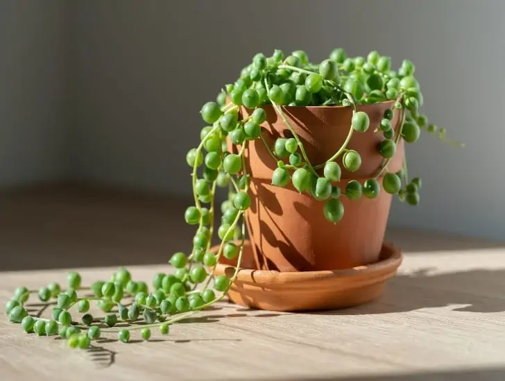 String of pearls in a pot exposed to sunlight.