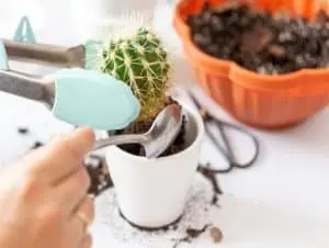 A person repotting cactus.