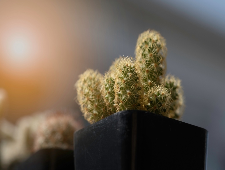 A lady finger cactus exposed to light. 