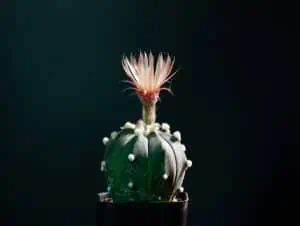 San dollar cactus blo