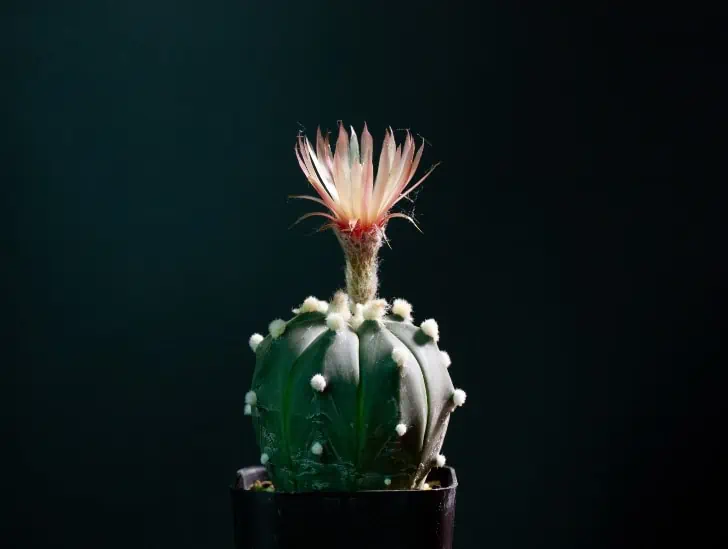 Fake Flowers on Cacti – What a Con. Buyer BEWARE!!! – Piglet in