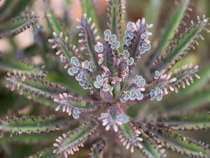 The Expert S Guide To Mother Of Millions Plant Care CactusWay   Mother Millions Top View 300x226 